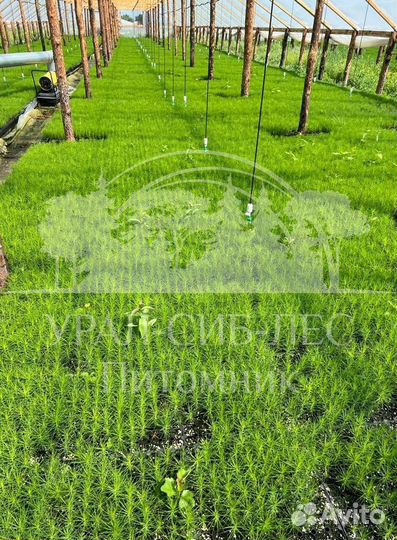 Лиственница Сибирская с зкс сеянцы