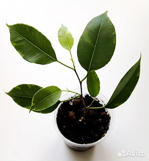 Фикусы Бенджамина Бафт,Реджинальд,Даниель