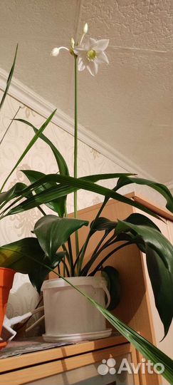 Эухарис амазонская лилия