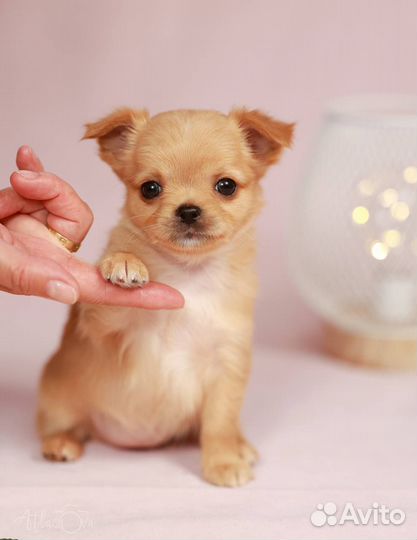 Девочки чихуахуа