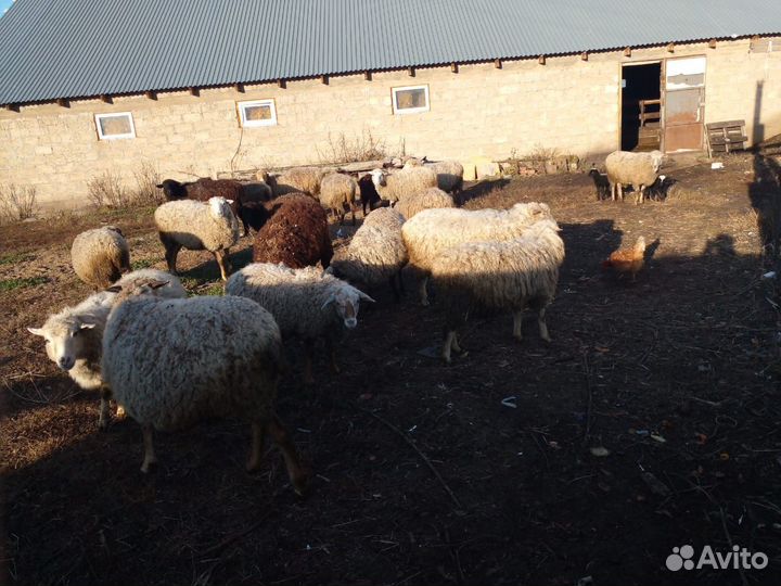Овцы бараны