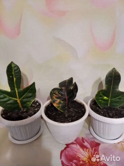 Кротоны и шефлеры