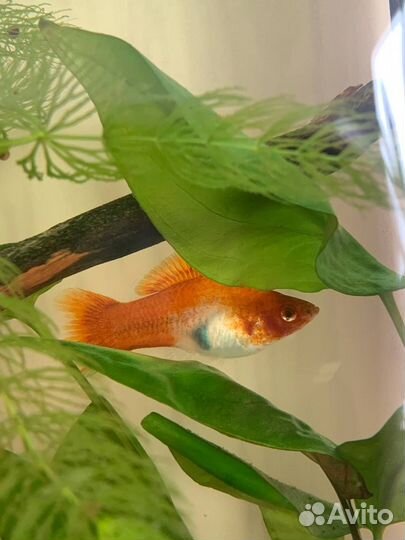 Рыбки меченосцы бело-оранжевые
