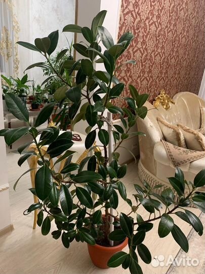 Цветы домашние в горшках