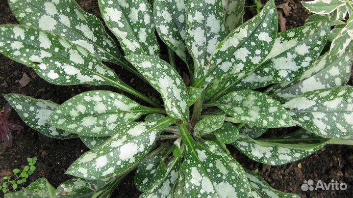 Медуницы,эхинацея