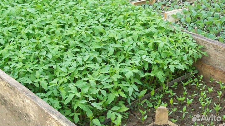 Рассада помидор перцев капусты