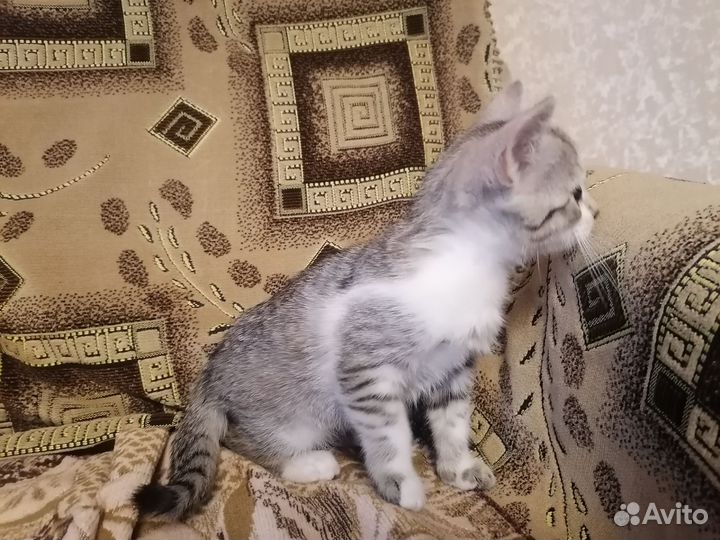 Котятя кошечки в добрые руки