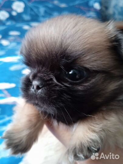 Щенки пекинеса