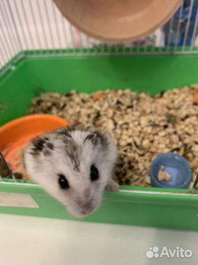 Джунгарский хомяк с клеткой бесплатно