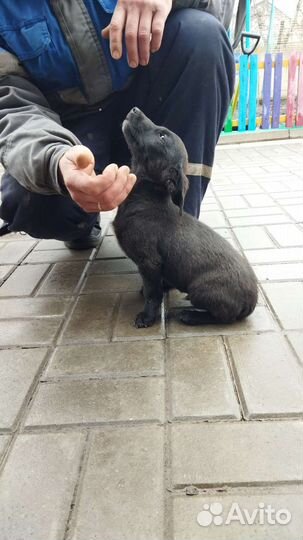 Щенок мальчик