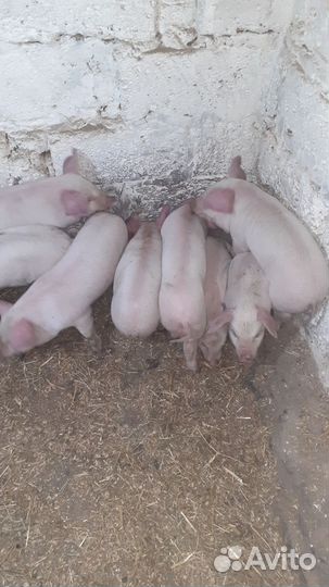 Поросенок ландрас