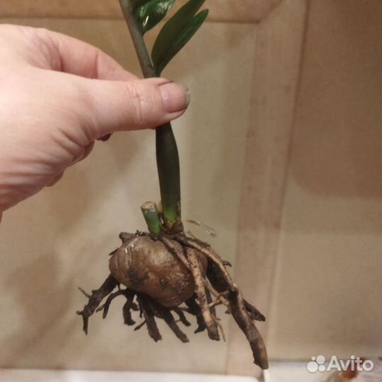 Замиокулькас