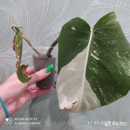 Монстера альба