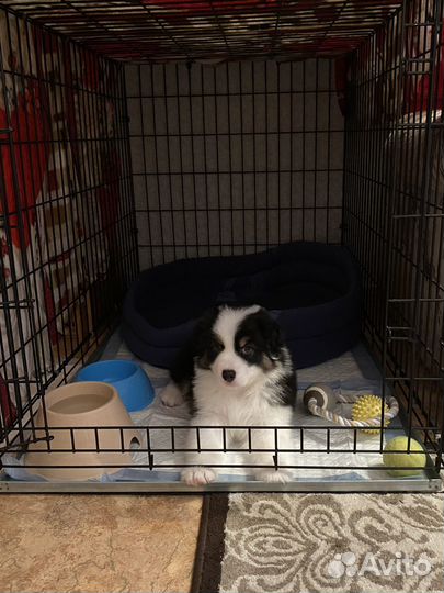 Клетка вольер для собак