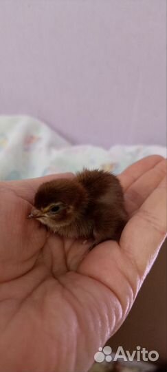 Перепела недельные