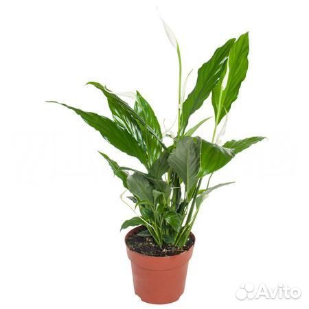 Высокие комнатные растения