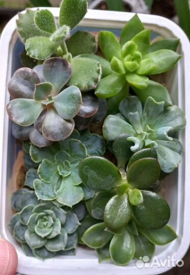 Редкие эхеверии