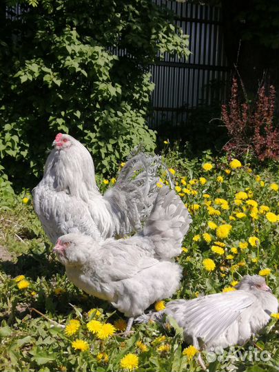 Амераукана лаванда, лакеданзи цыплята