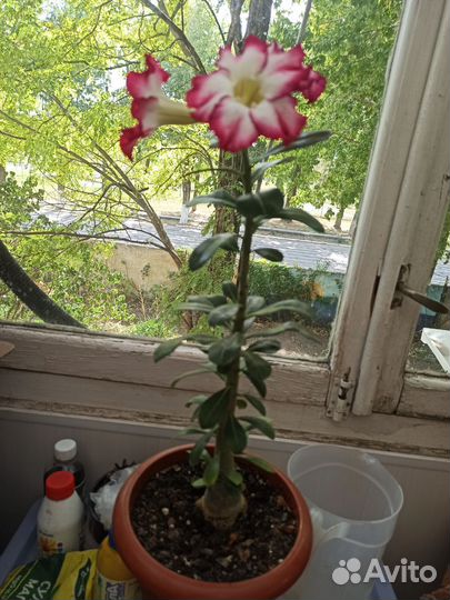 Комнатные цветы