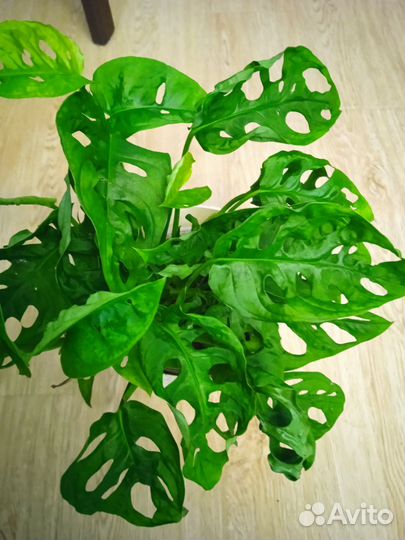 Излишки комнатных растений