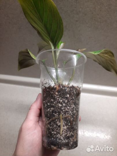 Аглаонема вариегатная khan hmak ред стик