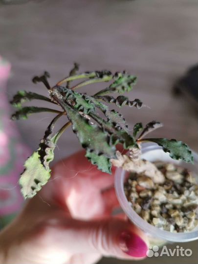 Суккуленты, эуфорбия вар