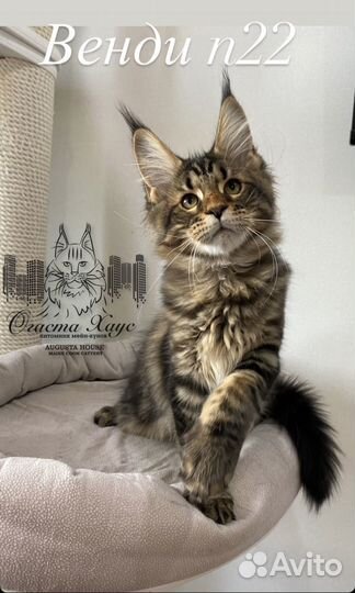 Кошки мейн-кун