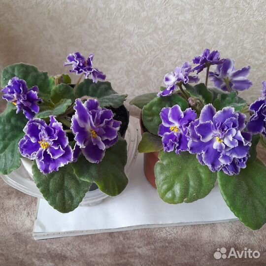 Сортовые фиалки цветущие