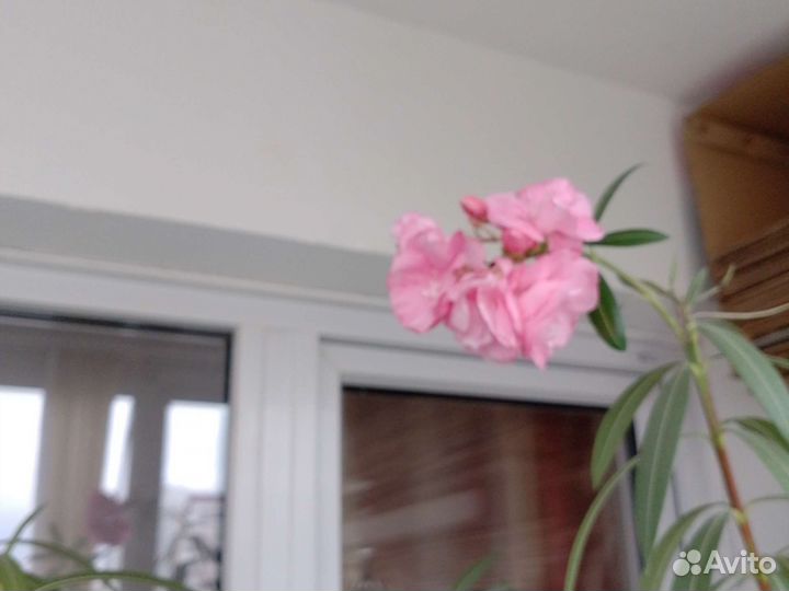 Олеандр махровый