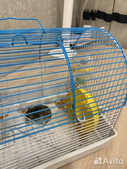 Клетка для грызунов и хомяк