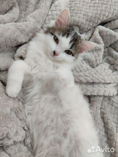 Кошка (3,5 месяца)