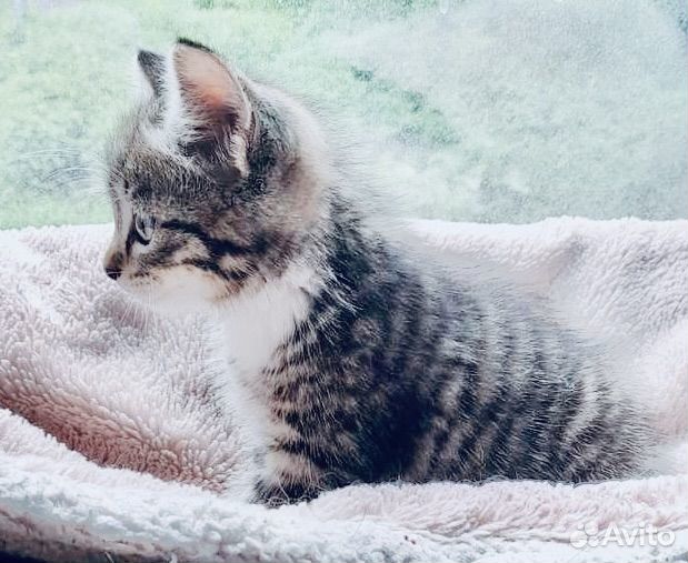 Котенок