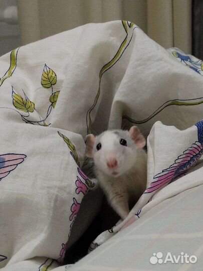 Крыса дамбо