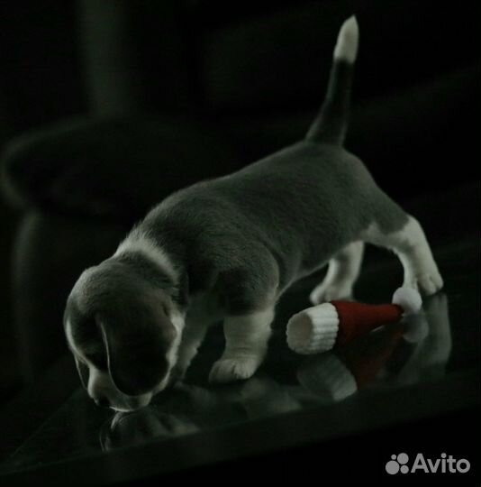 Вязка кобель бигль