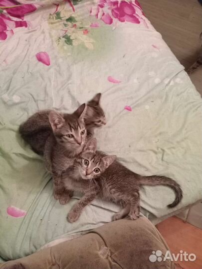 Кошка в дар бесплатно