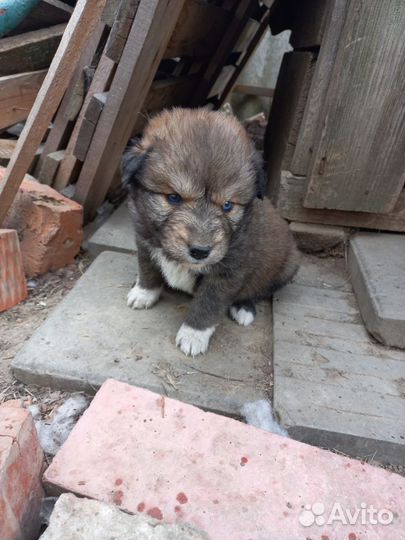 Собака в добрые руки отдам бесплатно