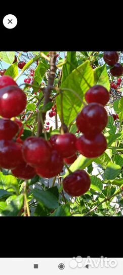 Саженцы черешня вишня
