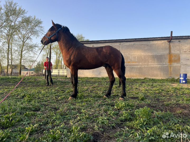 Жеребец тяжеловоз