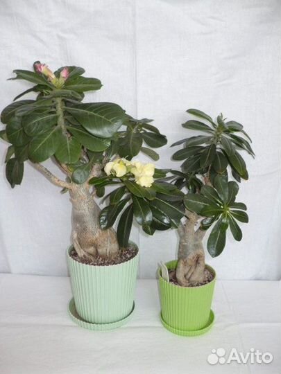 Комнатные цветы Адениум Обессум