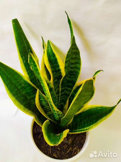 Замиокулькас фикус Бенджамин сансевьерия