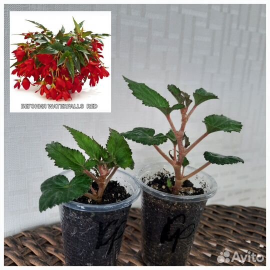Бегония ампельная