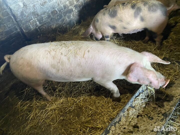 Свиньи на мясо или племя