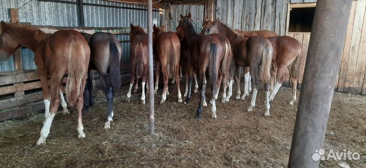 Жеребята полу-тяжи 2023года