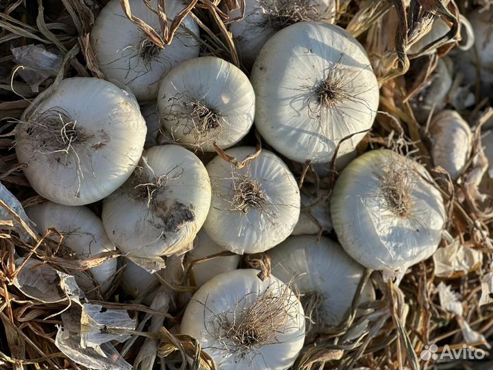 Ялтинский лук напрямую от производителя