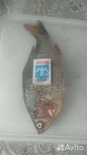 Карась чищенный