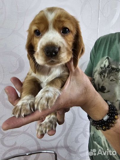 Собака в добрые руки щенок