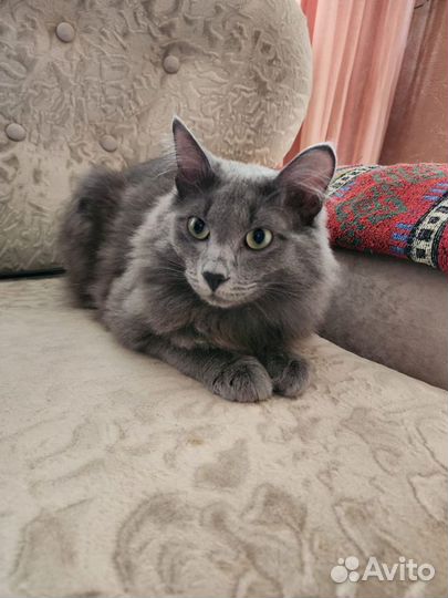 Русский голубой кот