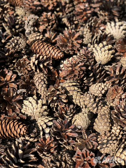 Шишки сосновые