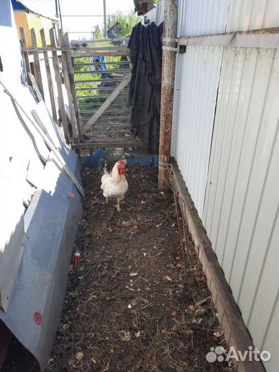 Молодые петухи