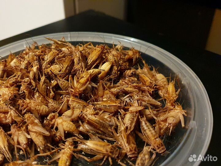 Кормовые насекомые, сверчки домовые